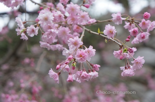 八重桜.JPG