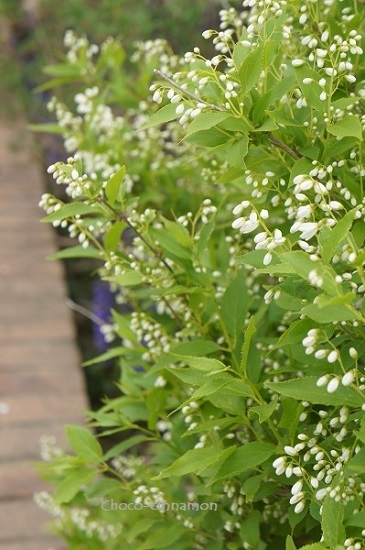 白い花A.JPG